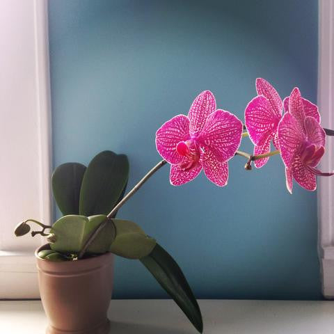 fuchsia orchid with a turquoise background