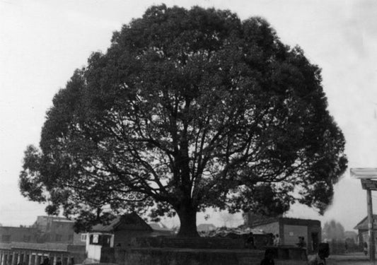 The holy tree in Nepal that tarra rosenbaum logo is from