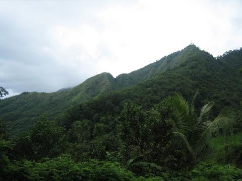 photo of a rainforest jungle 