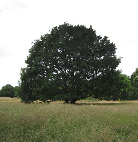 A single tree in a field for Earth Day