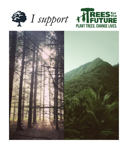 photo of the jungle and a forest supporting trees for the future